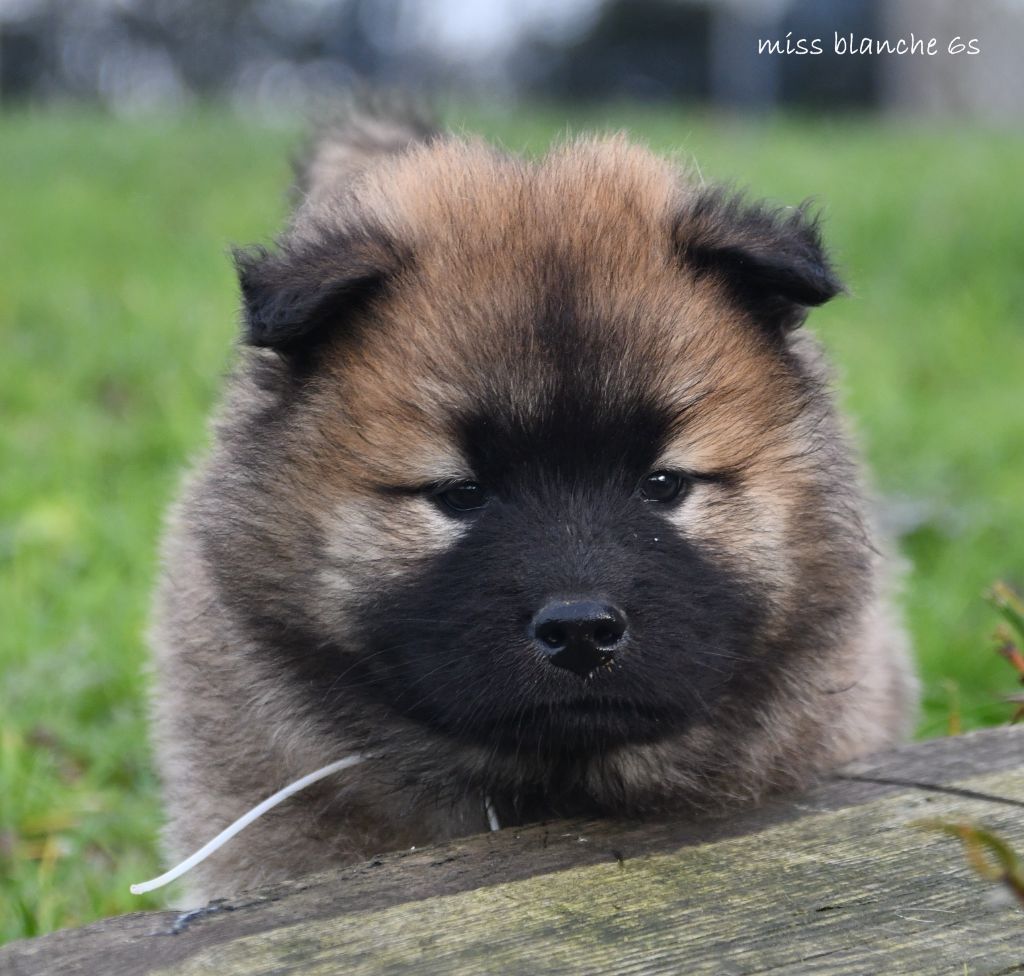 des Legendes de Retz - Chiot disponible  - Eurasier