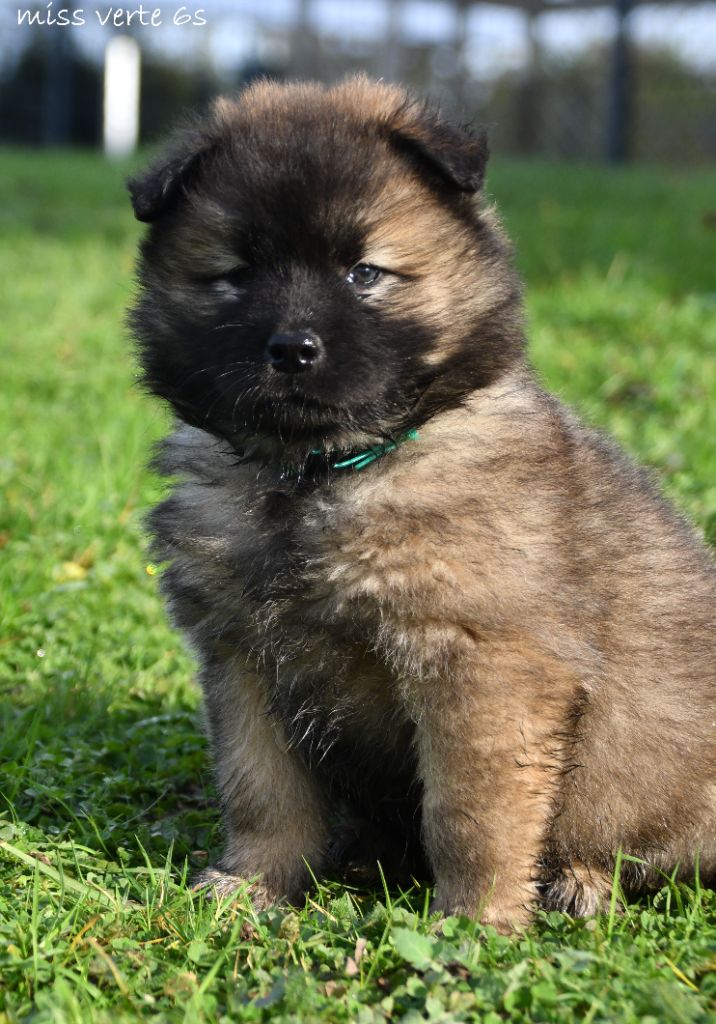 des Legendes de Retz - Chiot disponible  - Eurasier