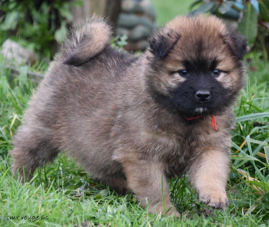 des Legendes de Retz - Chiot disponible  - Eurasier