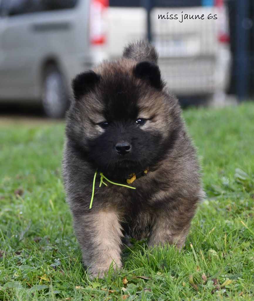 des Legendes de Retz - Chiot disponible  - Eurasier