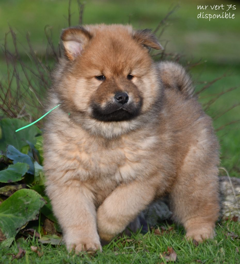 des Legendes de Retz - Chiot disponible  - Eurasier