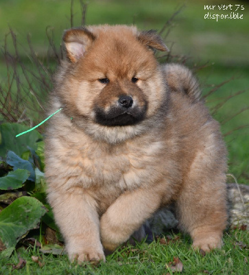 des Legendes de Retz - Eurasier - Portée née le 13/11/2024