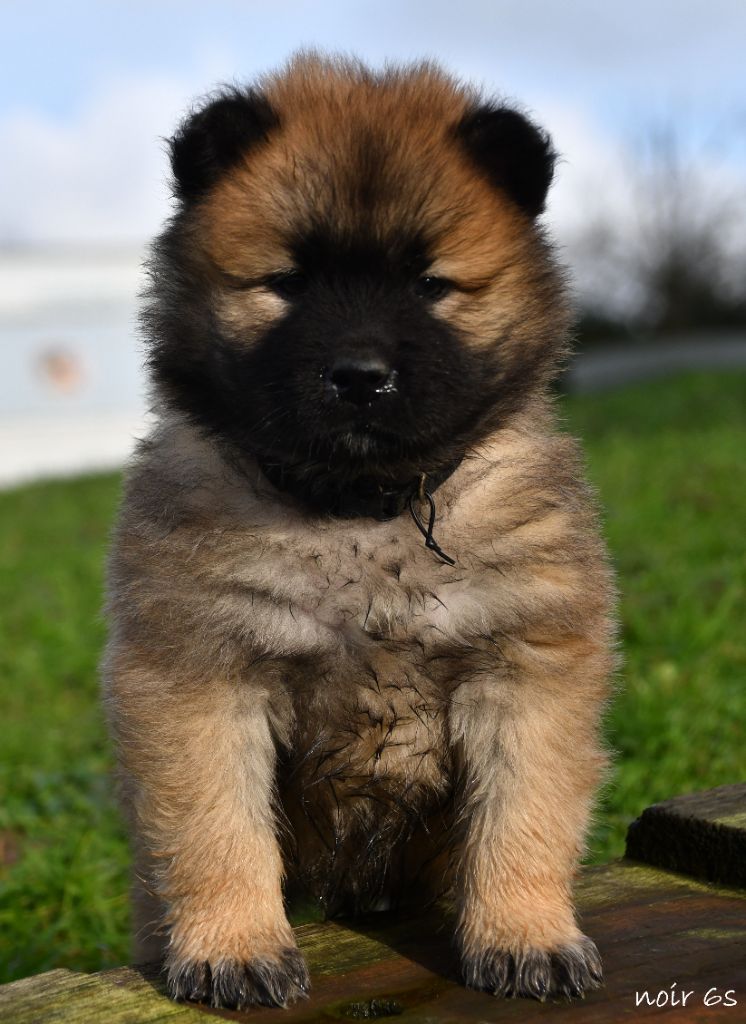 des Legendes de Retz - Chiot disponible  - Eurasier