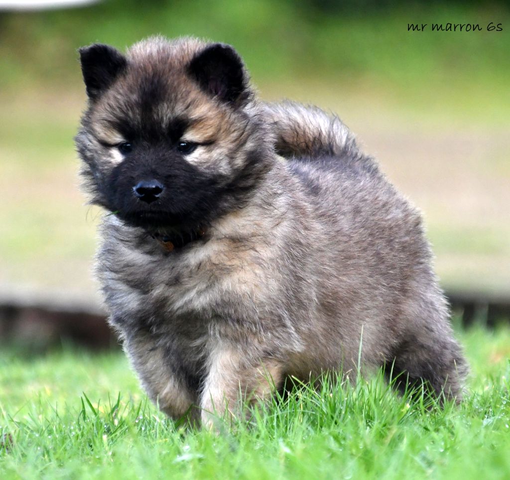 des Legendes de Retz - Chiot disponible  - Eurasier