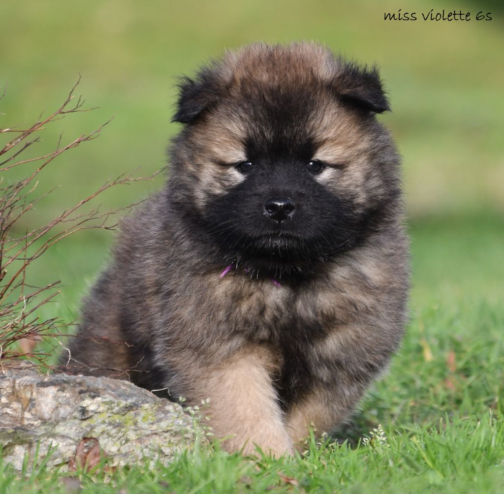 des Legendes de Retz - Chiot disponible  - Eurasier