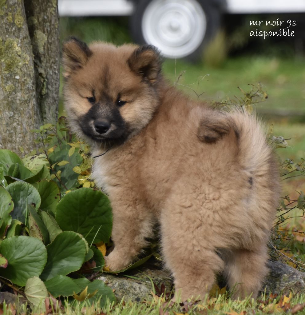 des Legendes de Retz - Chiot disponible  - Eurasier