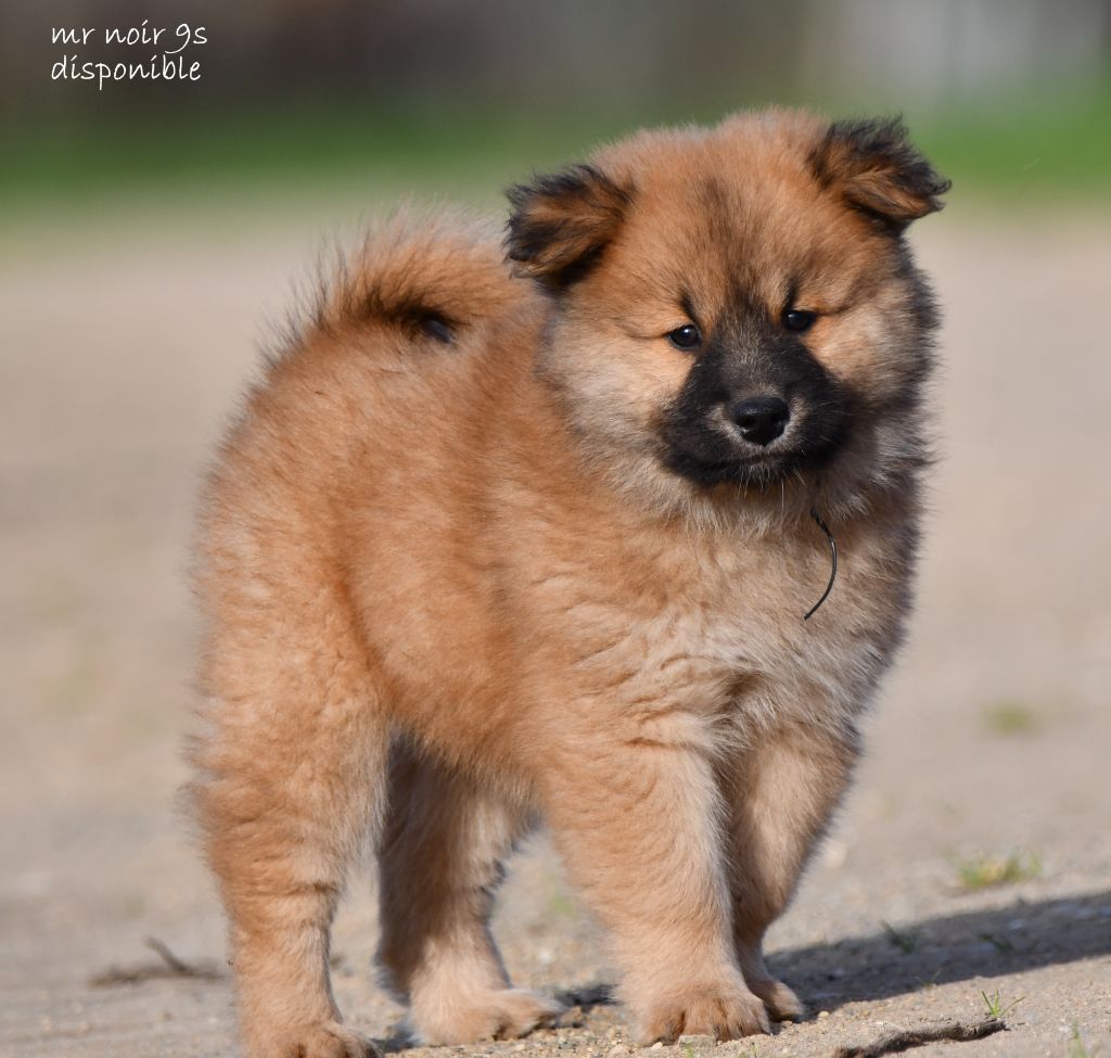 des Legendes de Retz - Chiot disponible  - Eurasier