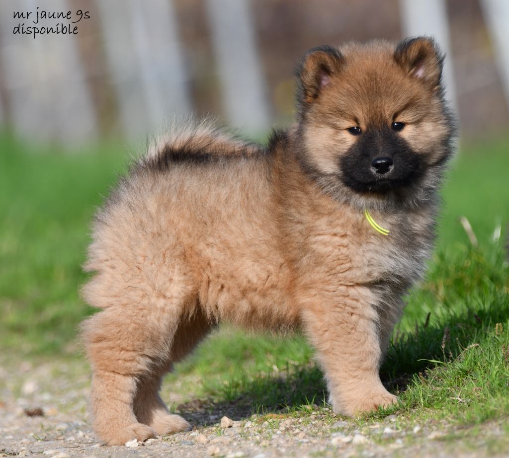 des Legendes de Retz - Chiot disponible  - Eurasier