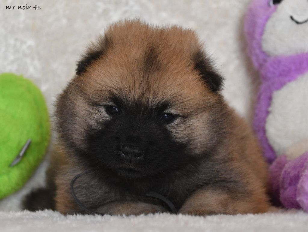 des Legendes de Retz - Chiot disponible  - Eurasier