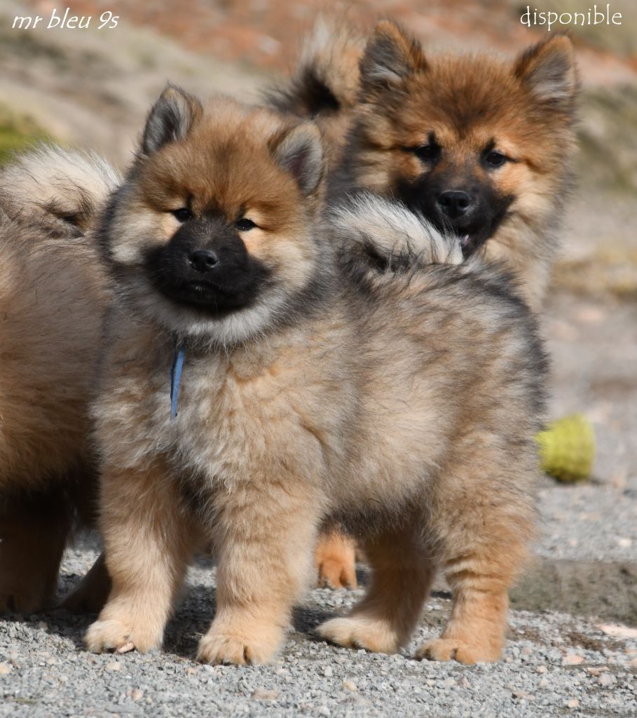 des Legendes de Retz - Chiot disponible  - Eurasier