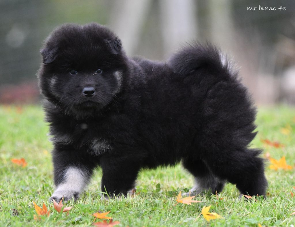 des Legendes de Retz - Chiot disponible  - Eurasier