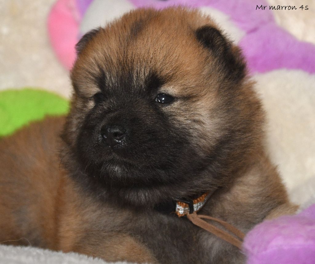 des Legendes de Retz - Chiot disponible  - Eurasier