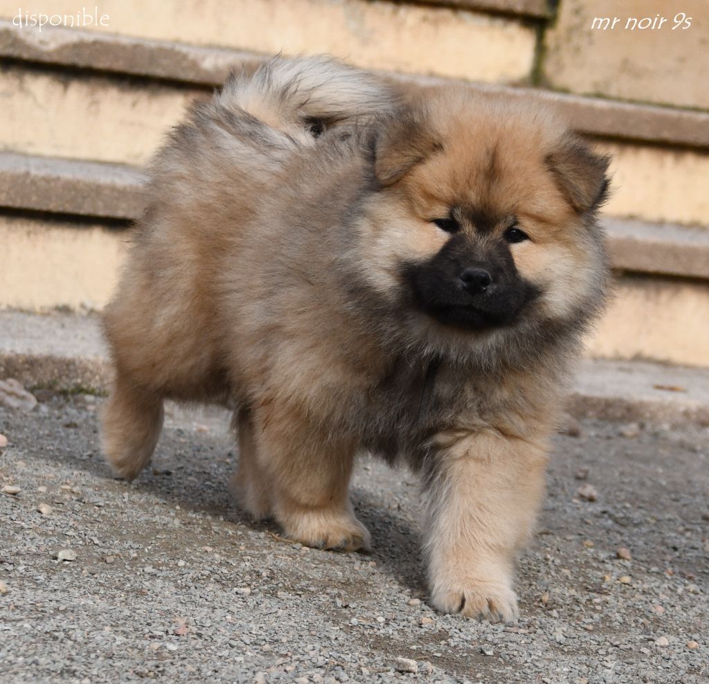 des Legendes de Retz - Chiot disponible  - Eurasier