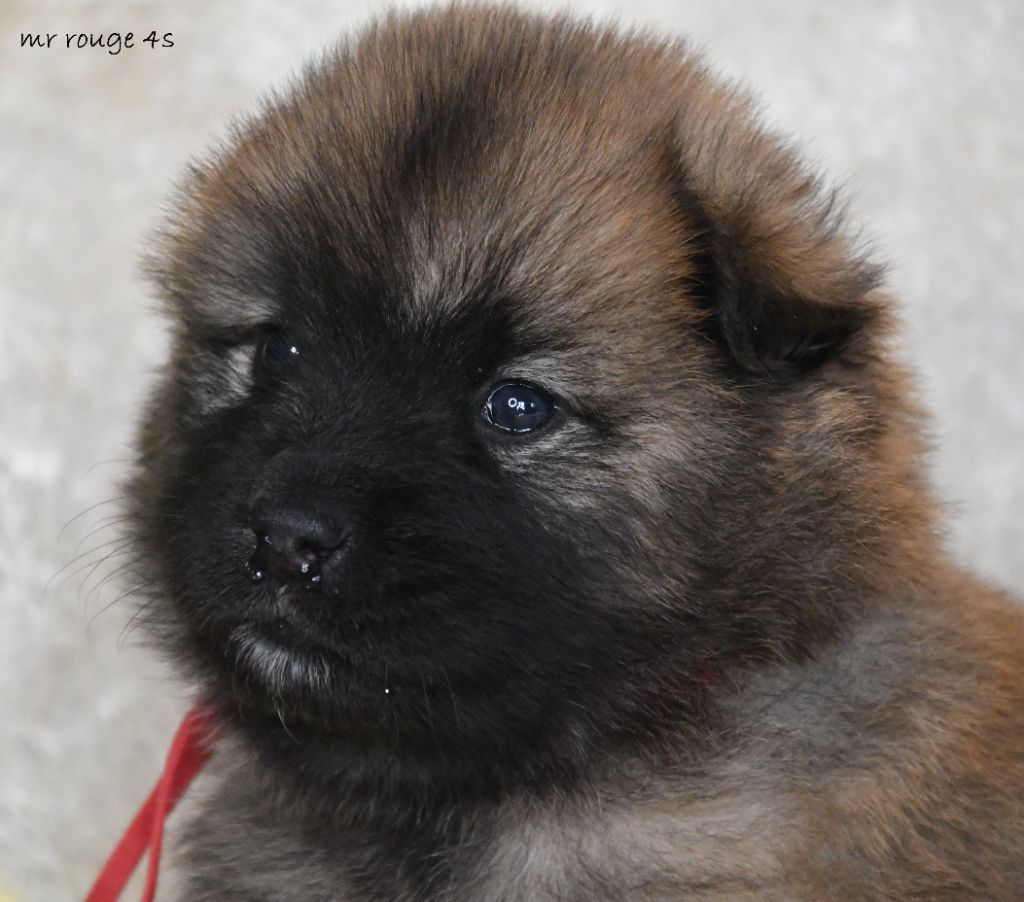 des Legendes de Retz - Chiot disponible  - Eurasier