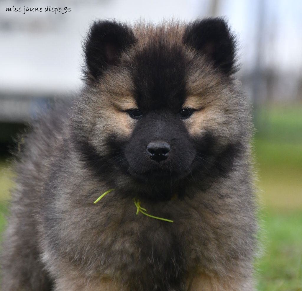 des Legendes de Retz - Chiot disponible  - Eurasier