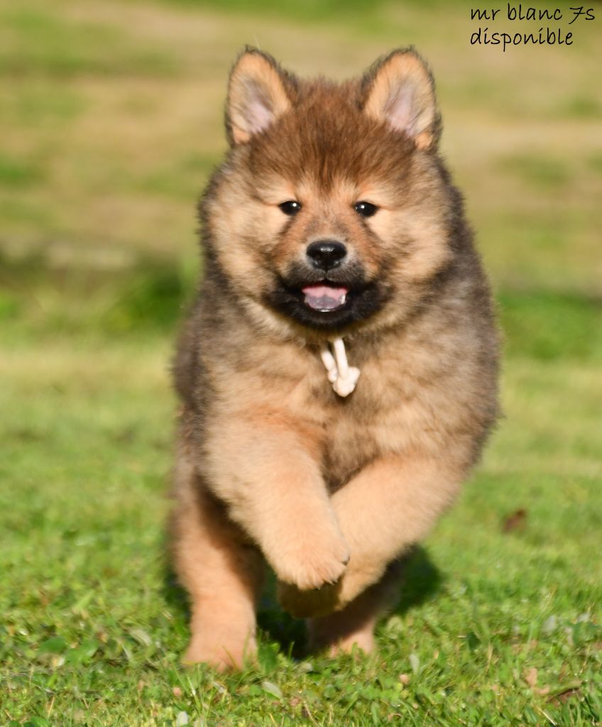 des Legendes de Retz - Chiot disponible  - Eurasier