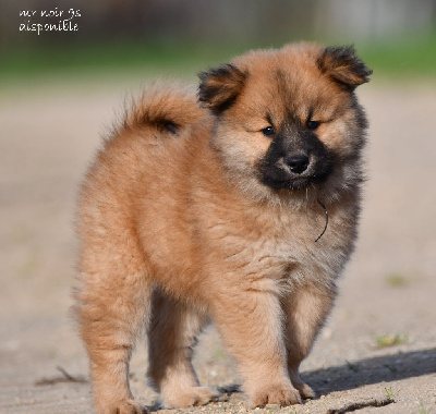 des Legendes de Retz - Eurasier - Portée née le 18/09/2024