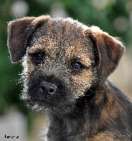 des Legendes de Retz - Border Terrier - Portée née le 06/05/2012