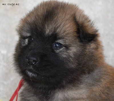 des Legendes de Retz - Eurasier - Portée née le 22/12/2024