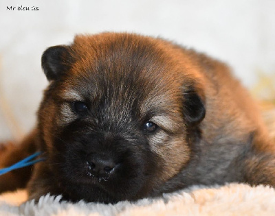 des Legendes de Retz - Eurasier - Portée née le 14/09/2024