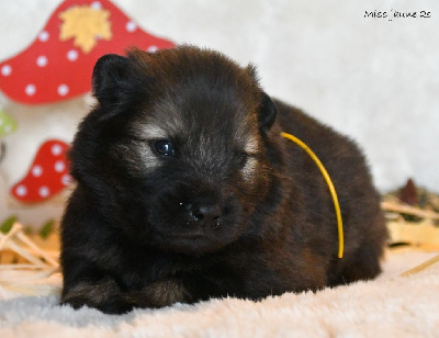 des Legendes de Retz - Eurasier - Portée née le 14/09/2024