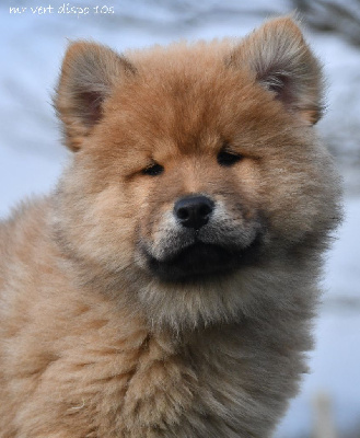 des Legendes de Retz - Eurasier - Portée née le 13/11/2024