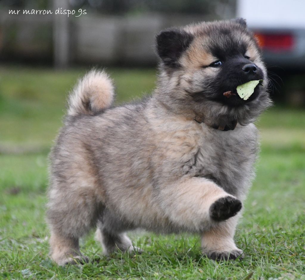 des Legendes de Retz - Chiot disponible  - Eurasier