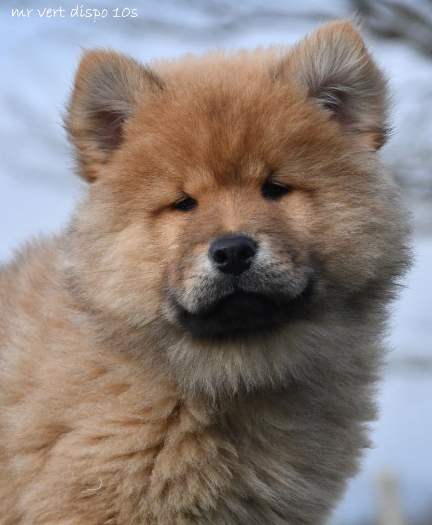 des Legendes de Retz - Chiot disponible  - Eurasier