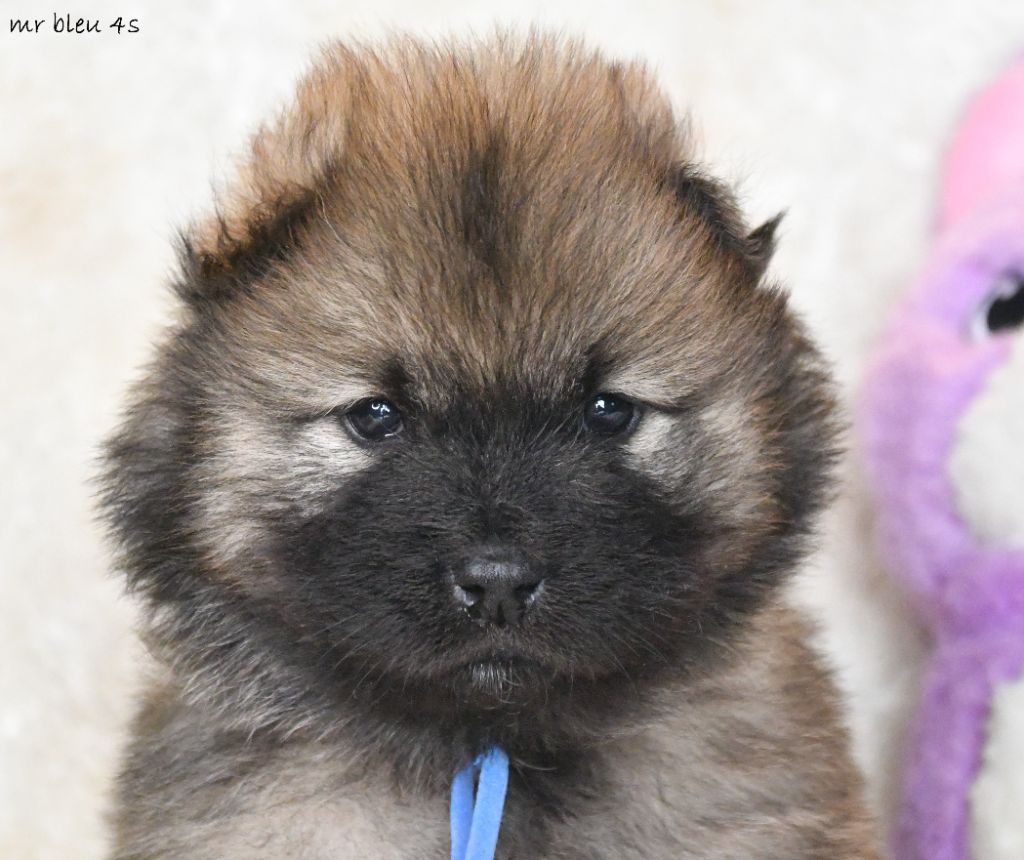 des Legendes de Retz - Chiot disponible  - Eurasier