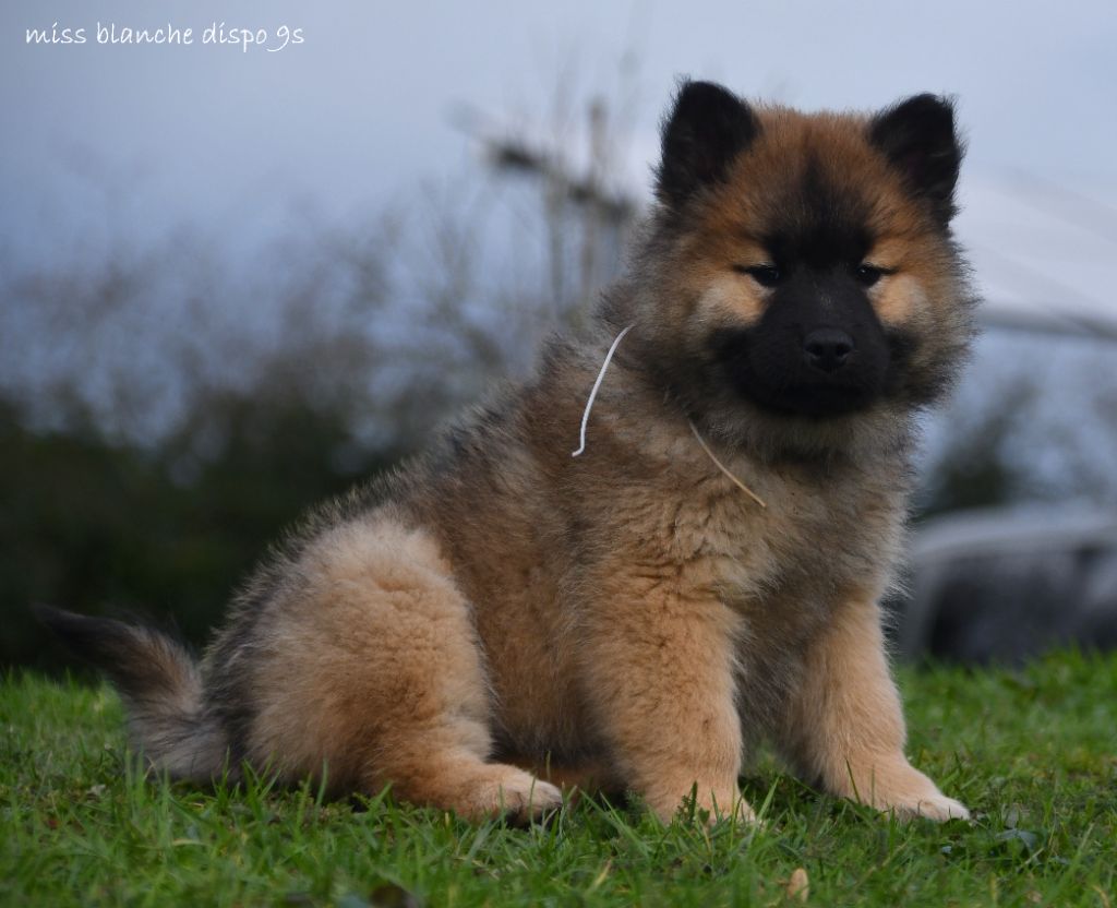 des Legendes de Retz - Chiot disponible  - Eurasier