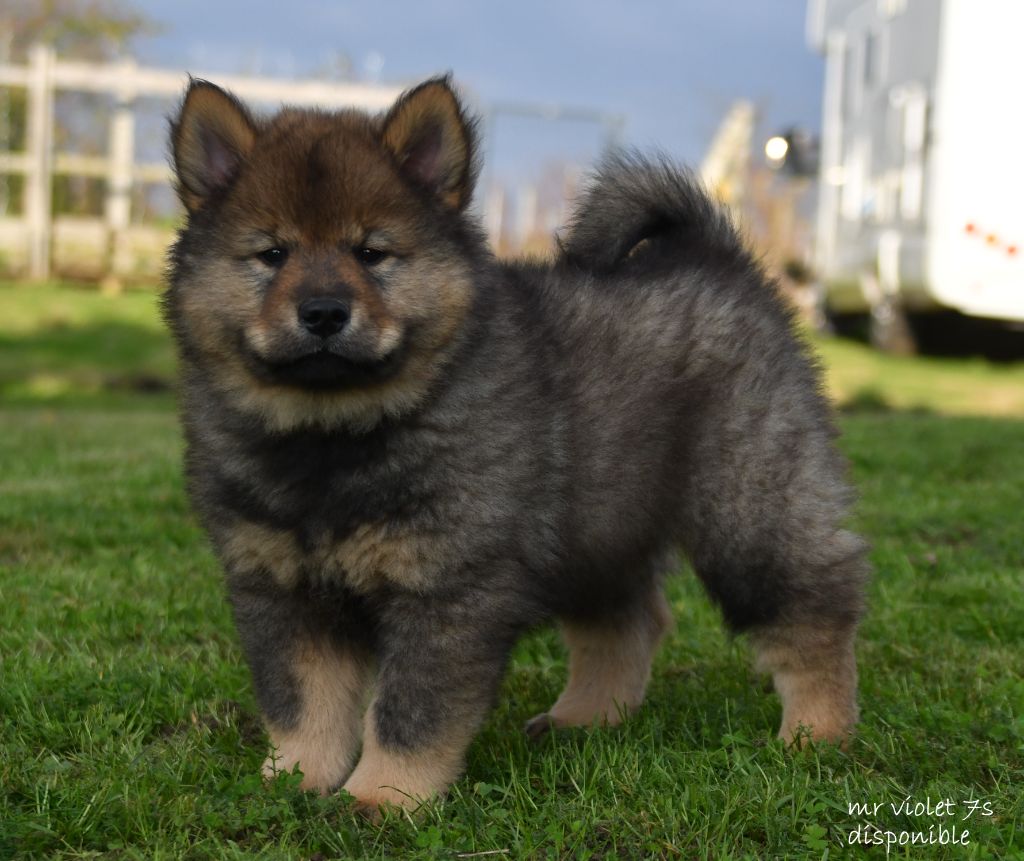 des Legendes de Retz - Chiot disponible  - Eurasier