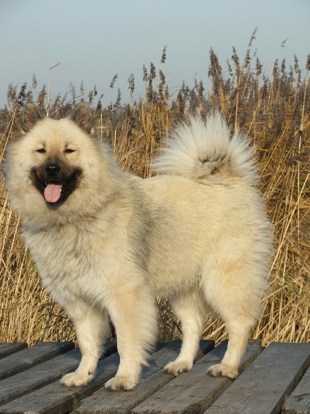 Aili des Legendes de Retz