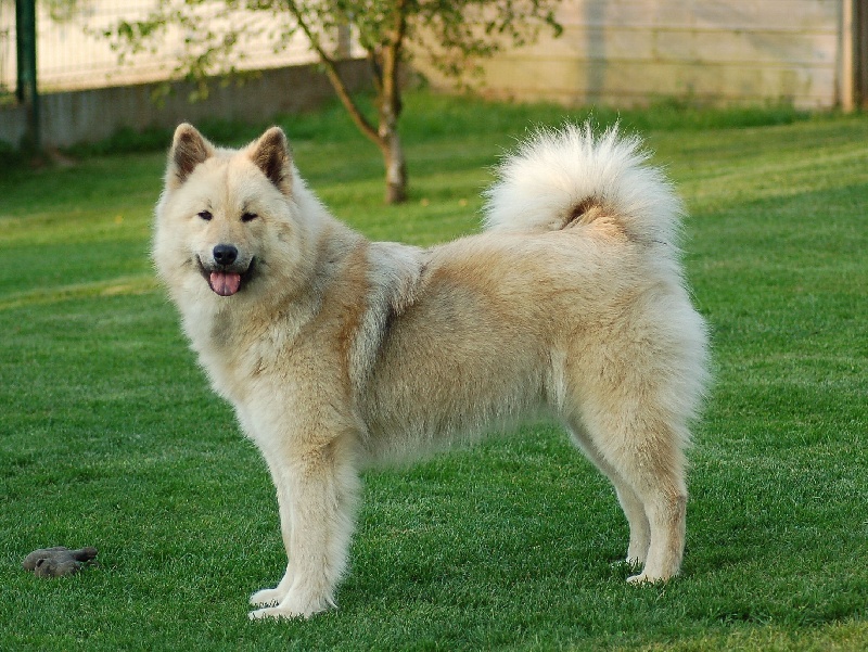 CH. leiionspitz Yellow