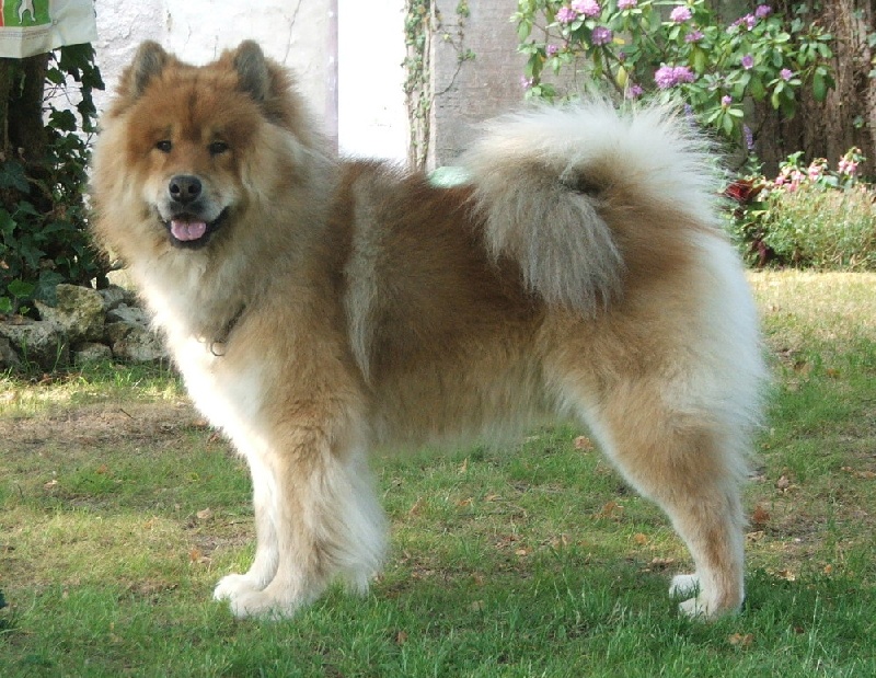 CH. Veloz des Legendes de Retz