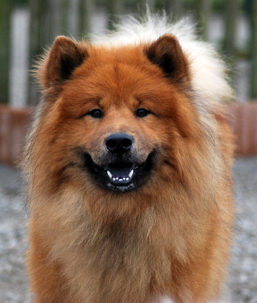 CH. Baslak des Legendes de Retz