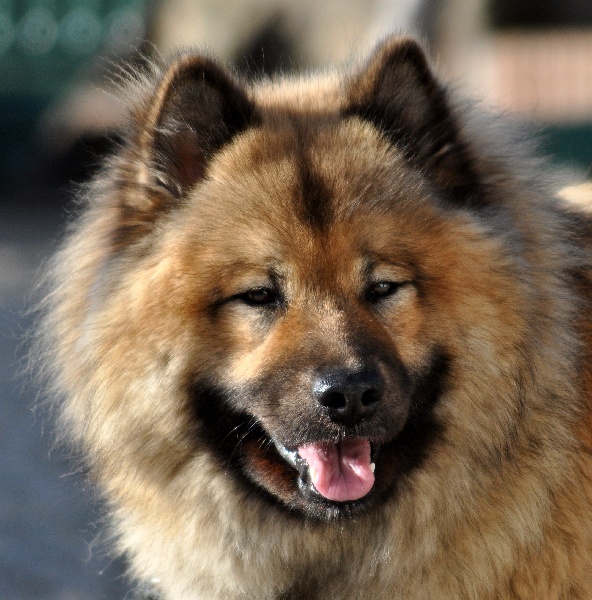 CH. Daikiri des Legendes de Retz