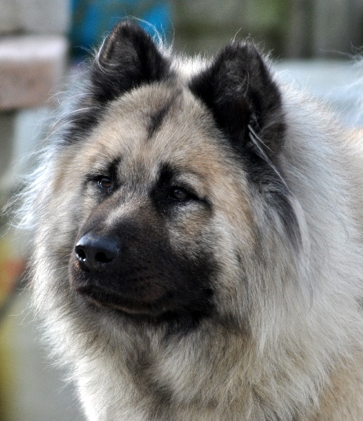 CH. Amysse elton des Legendes de Retz