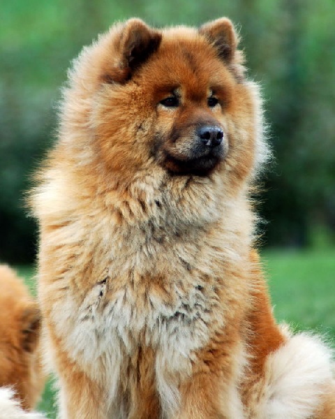 CH. Sunday des Legendes de Retz