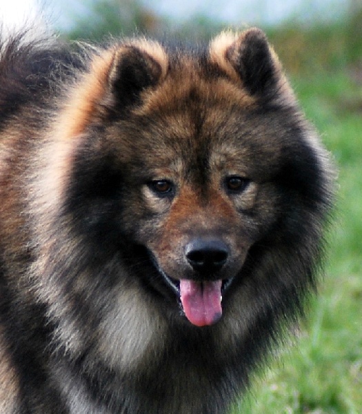 CH. Doubai des Legendes de Retz