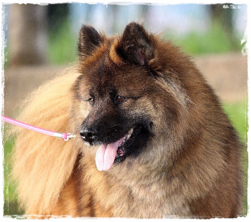 CH. Fidzilla des Legendes de Retz