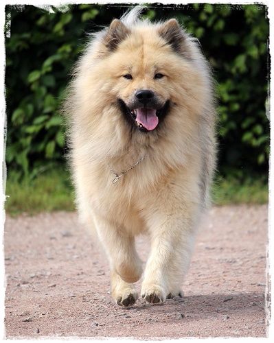 CH. Cylaos von valliberg