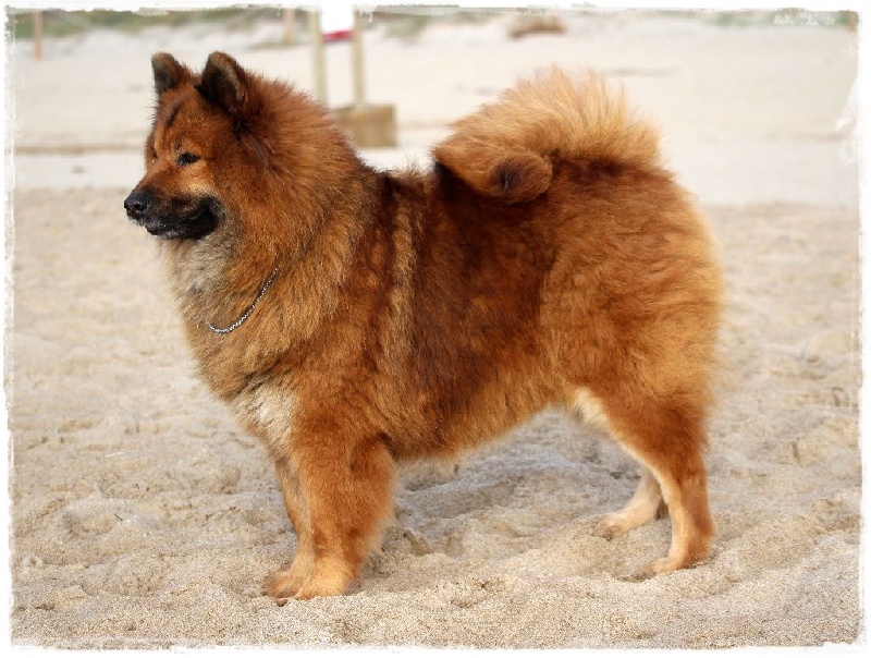 Flirty des Legendes de Retz