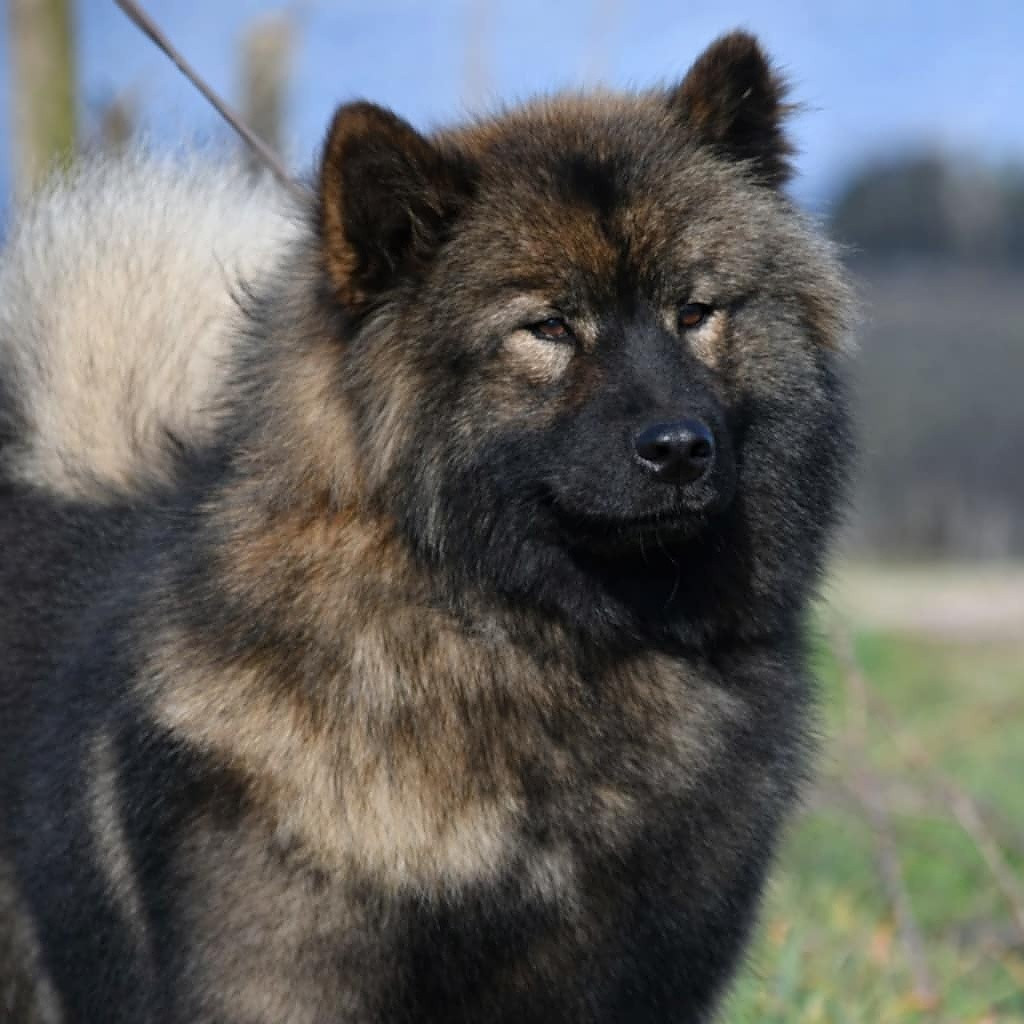 Velwen des Legendes de Retz