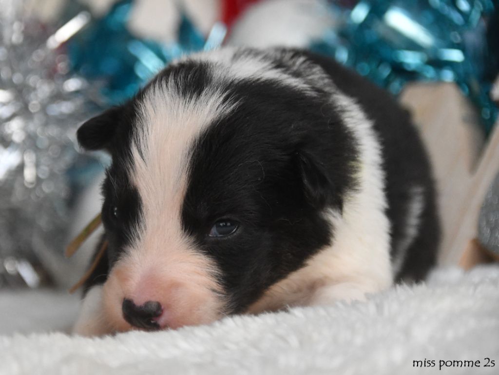 des Legendes de Retz - Chiots disponibles - Laika de iakoutie
