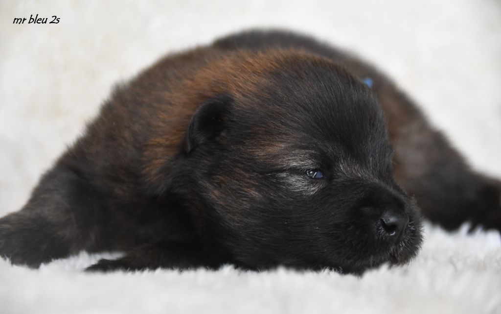 des Legendes de Retz - Chiots disponibles - Eurasier