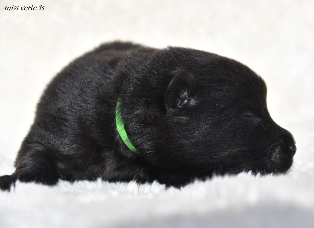 des Legendes de Retz - Chiots disponibles - Eurasier