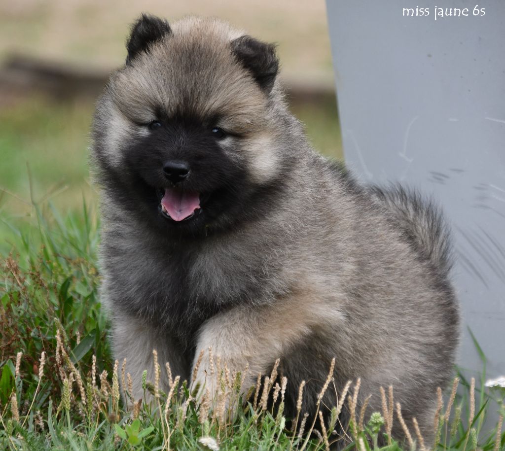 des Legendes de Retz - Chiots disponibles - Eurasier