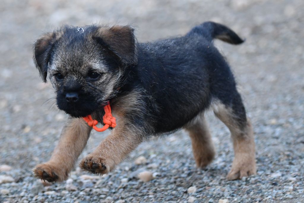 des Legendes de Retz - Chiots disponibles - Border Terrier