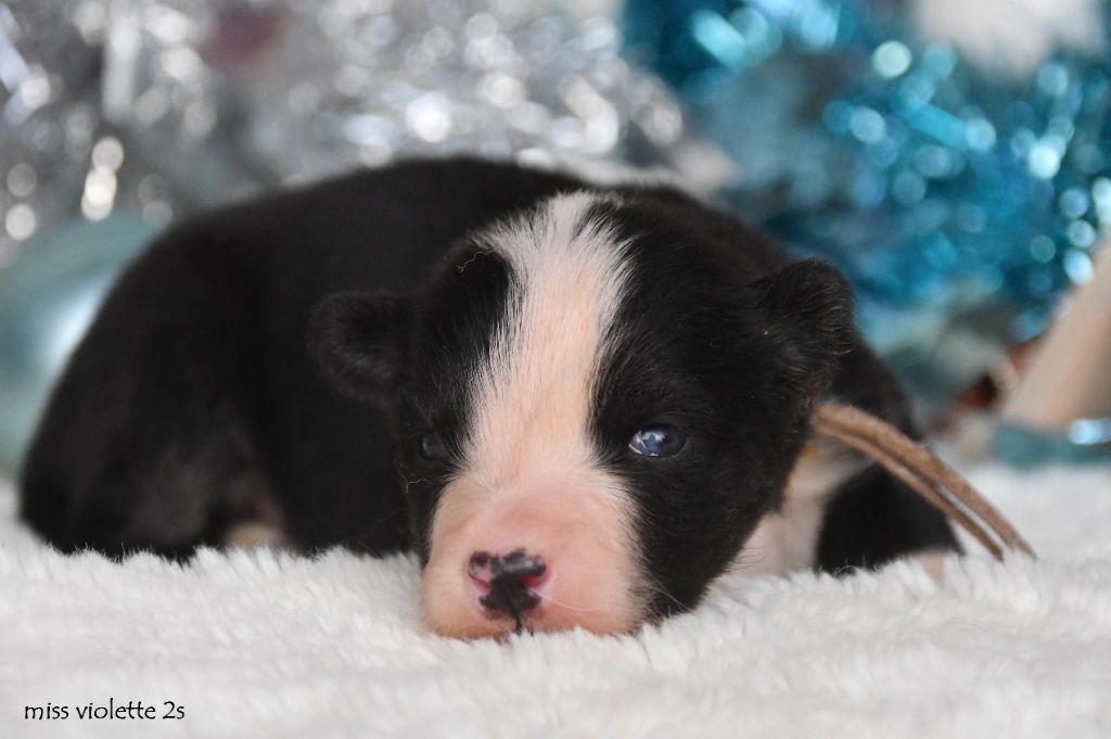 des Legendes de Retz - Chiots disponibles - Laika de iakoutie