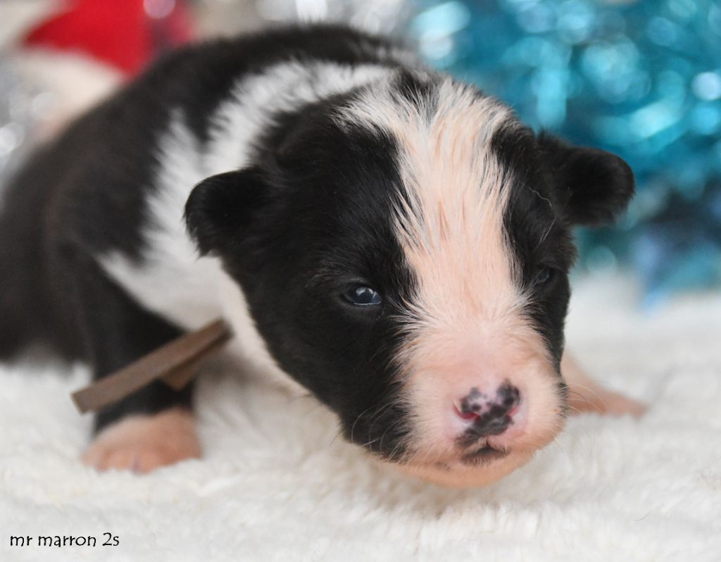 des Legendes de Retz - Chiots disponibles - Laika de iakoutie